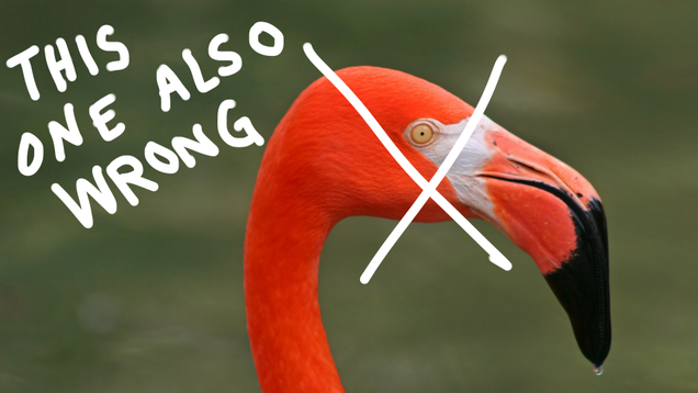 Illustration for article titled 9 Flamingo Pictures I Got For My Wife But Then I Remembered She Likes Peacocks, Not Flamingos